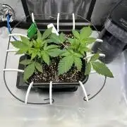 2 Pants 1 Pot - Mephisto