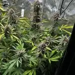 Snozzbeary - Mephisto Genetics