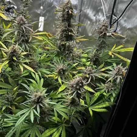 Snozzbeary - Mephisto Genetics