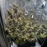 Canna-Cheese 1:1 - Mephisto Genetics