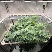 Blueberry Muffin - Humboldt Seed Company