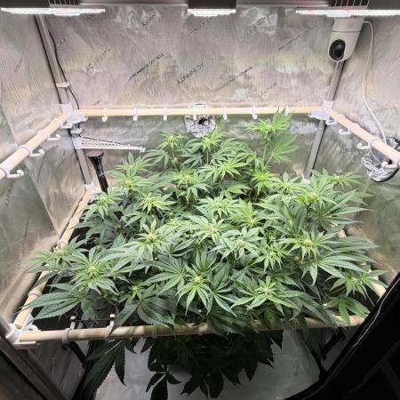 Blueberry Muffin - Humboldt Seed Company