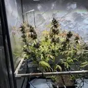 2 Pants 1 Pot - Mephisto