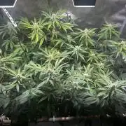 2 Pants 1 Pot - Mephisto