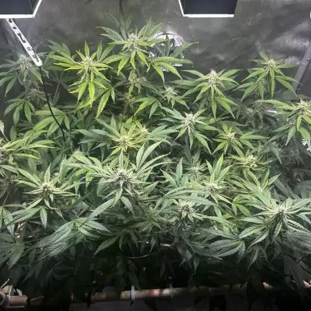 2 Pants 1 Pot - Mephisto