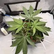 Blueberry Muffin - Humboldt Seed Company