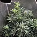 Canna-Cheese 1:1 - Mephisto Genetics