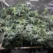 2 Pants 1 Pot - Mephisto