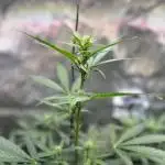 Canna-Cheese 1:1 - Mephisto Genetics
