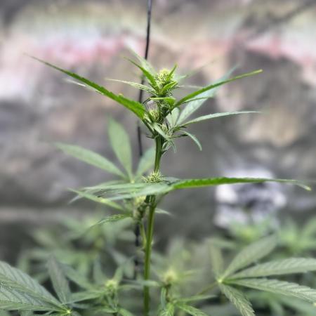 Canna-Cheese 1:1 - Mephisto Genetics
