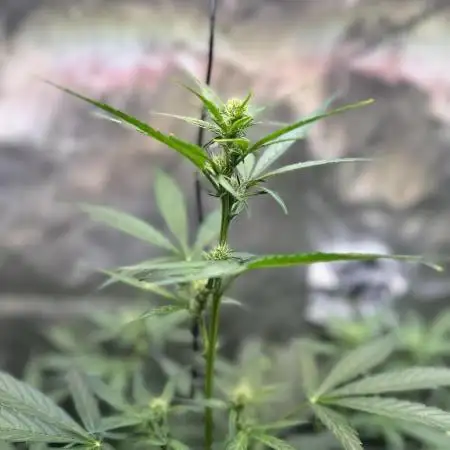 Canna-Cheese 1:1 - Mephisto Genetics