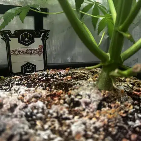 Snozzbeary - Mephisto Genetics