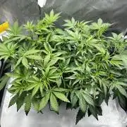 2 Pants 1 Pot - Mephisto
