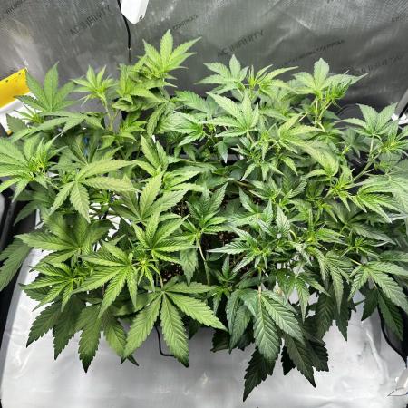 2 Pants 1 Pot - Mephisto