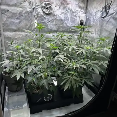 Snozzbeary - Mephisto Genetics
