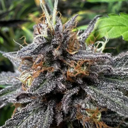 Snozzbeary - Mephisto Genetics