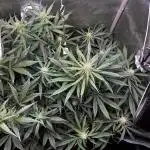 Snozzbeary - Mephisto Genetics