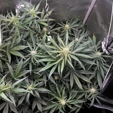 Snozzbeary - Mephisto Genetics