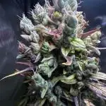 Canna-Cheese 1:1 - Mephisto Genetics