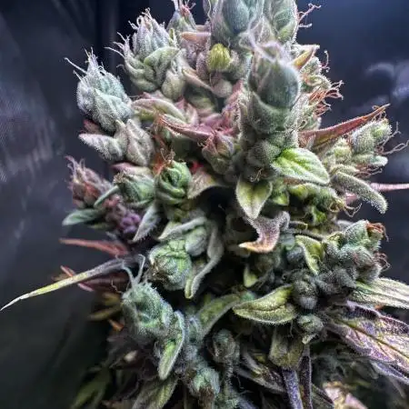 Canna-Cheese 1:1 - Mephisto Genetics