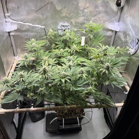 Blueberry Muffin - Humboldt Seed Company