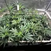 2 Pants 1 Pot - Mephisto