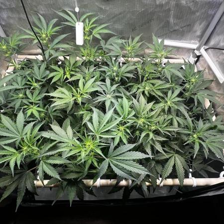 2 Pants 1 Pot - Mephisto