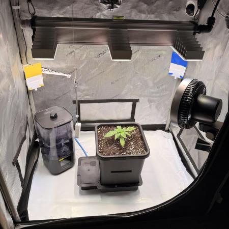 Blueberry Muffin - Humboldt Seed Company