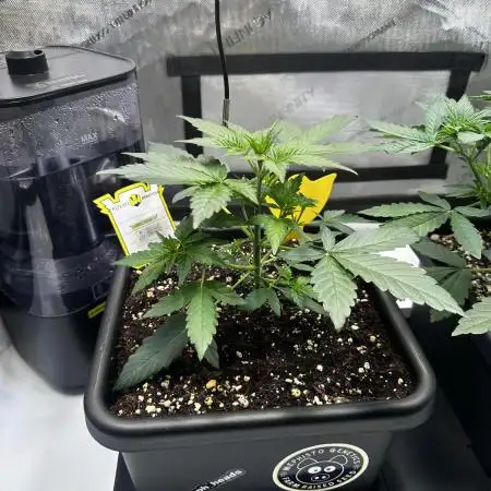 Canna-Cheese 1:1 - Mephisto Genetics