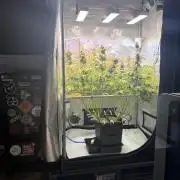 2 Pants 1 Pot - Mephisto