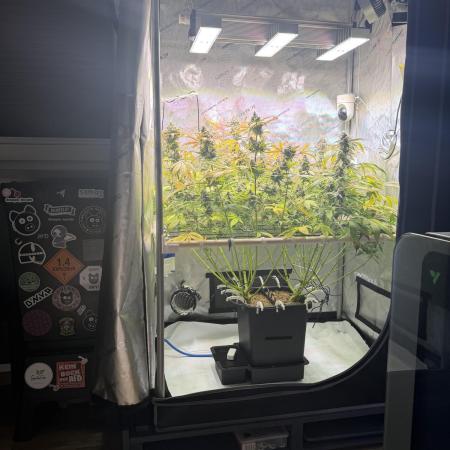 2 Pants 1 Pot - Mephisto