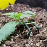 Tangie ( Royal Queen Seeds )