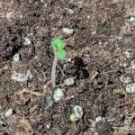 Blue Skunk Sensi Outdoor