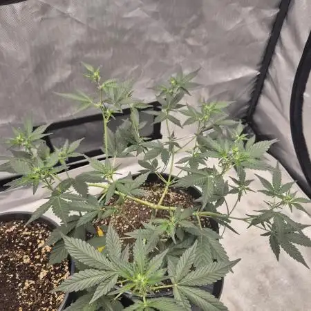 Gorilla Cookies Auto by FastBuds