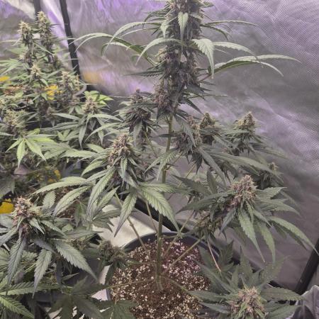 LSD-25 by Fastbuds🔆