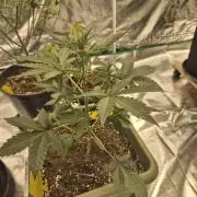 Mendo Cherry Cookies Auto(FastBuds)
