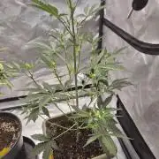 Mendo Cherry Cookies Auto(FastBuds)