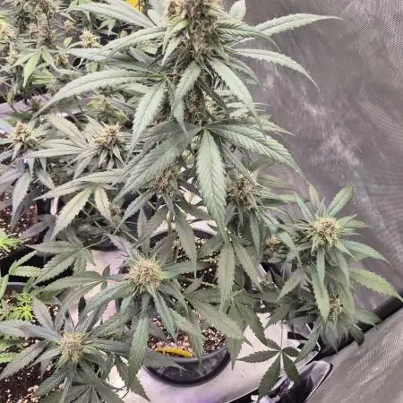 LSD-25 by Fastbuds🔆