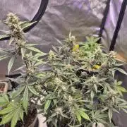Gorilla Cookies Auto by FastBuds