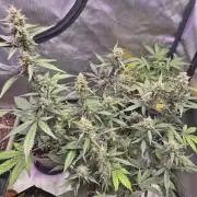 Gorilla Cookies Auto by FastBuds