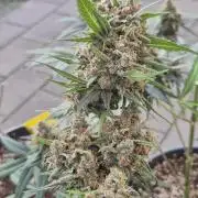 LSD-25 by Fastbuds🔆