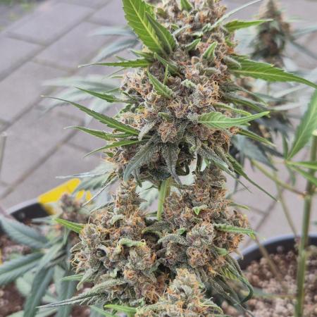 LSD-25 by Fastbuds🔆