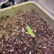 Mendo Cherry Cookies Auto(FastBuds)