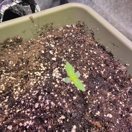 Mendo Cherry Cookies Auto(FastBuds)