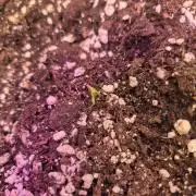 Mendo Cherry Cookies Auto(FastBuds)