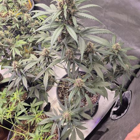 LSD-25 by Fastbuds🔆