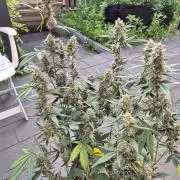 Gorilla Cookies Auto by FastBuds