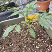 Mendo Cherry Cookies Auto(FastBuds)