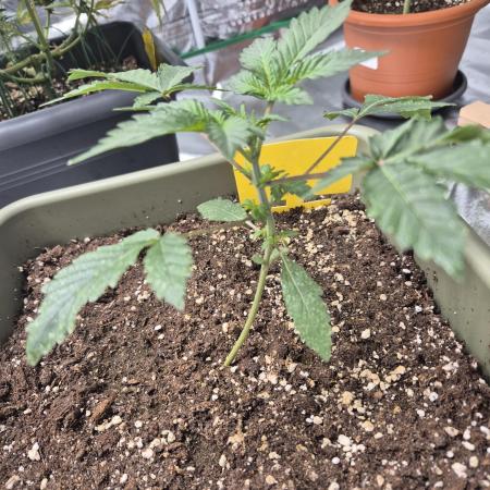 Mendo Cherry Cookies Auto(FastBuds)