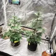 BPPRF3 upgrade and LCC